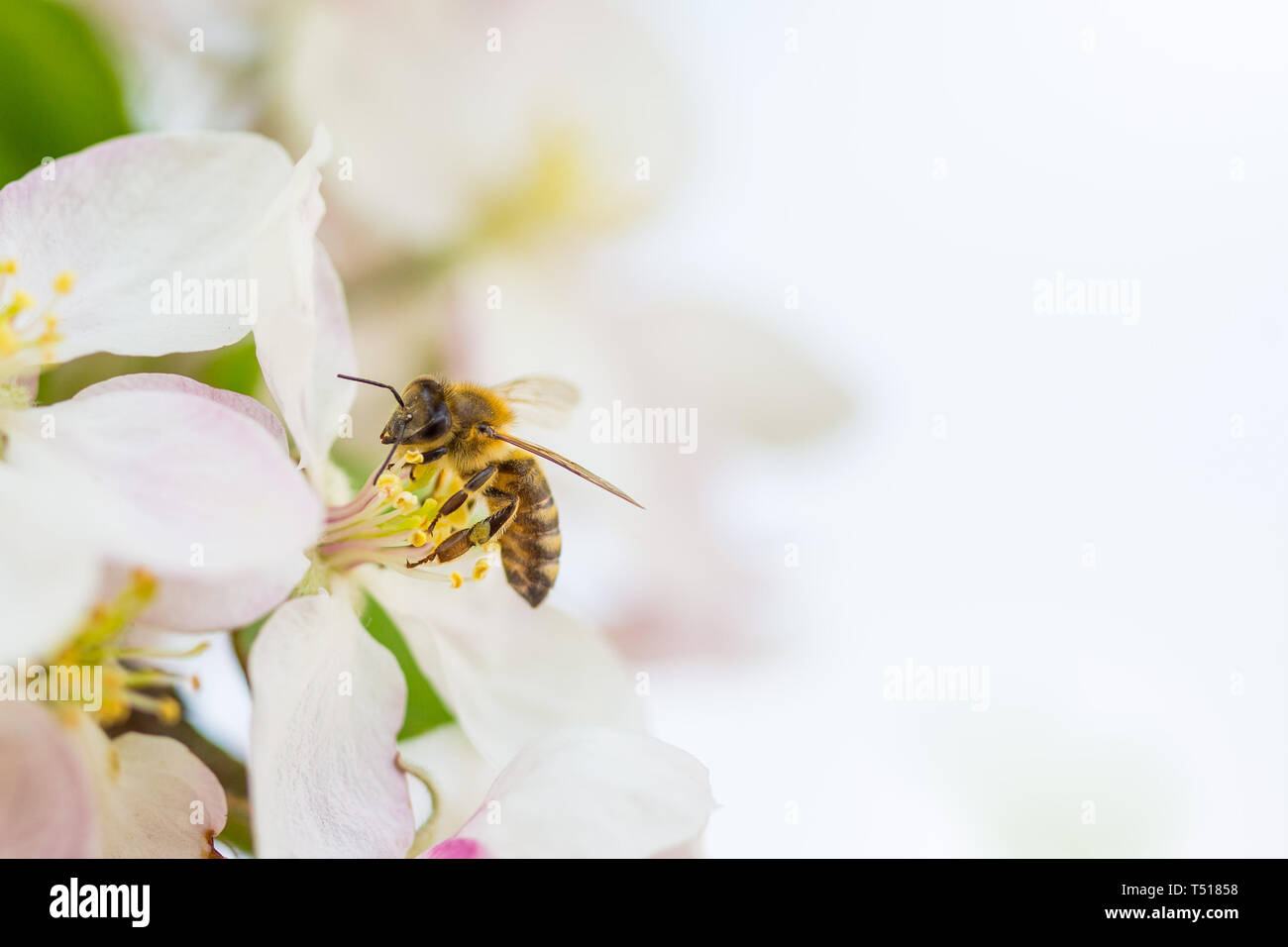 Bee collecting pollen on apple tree blossoming flower at spring. Apple ...
