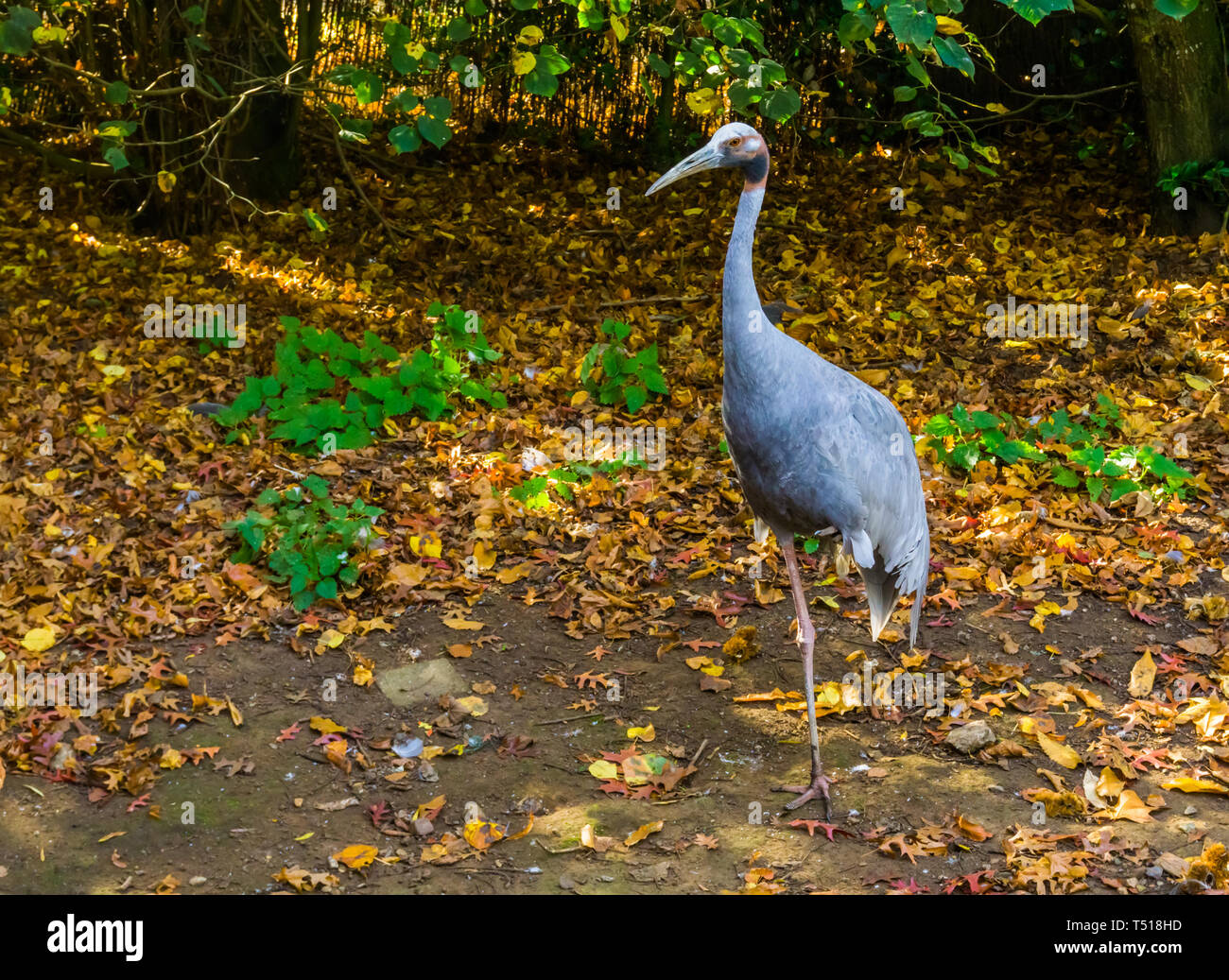 portrait of a sarus crane standing on one leg, tropical bird from Asia, Threatened animal specie Stock Photo