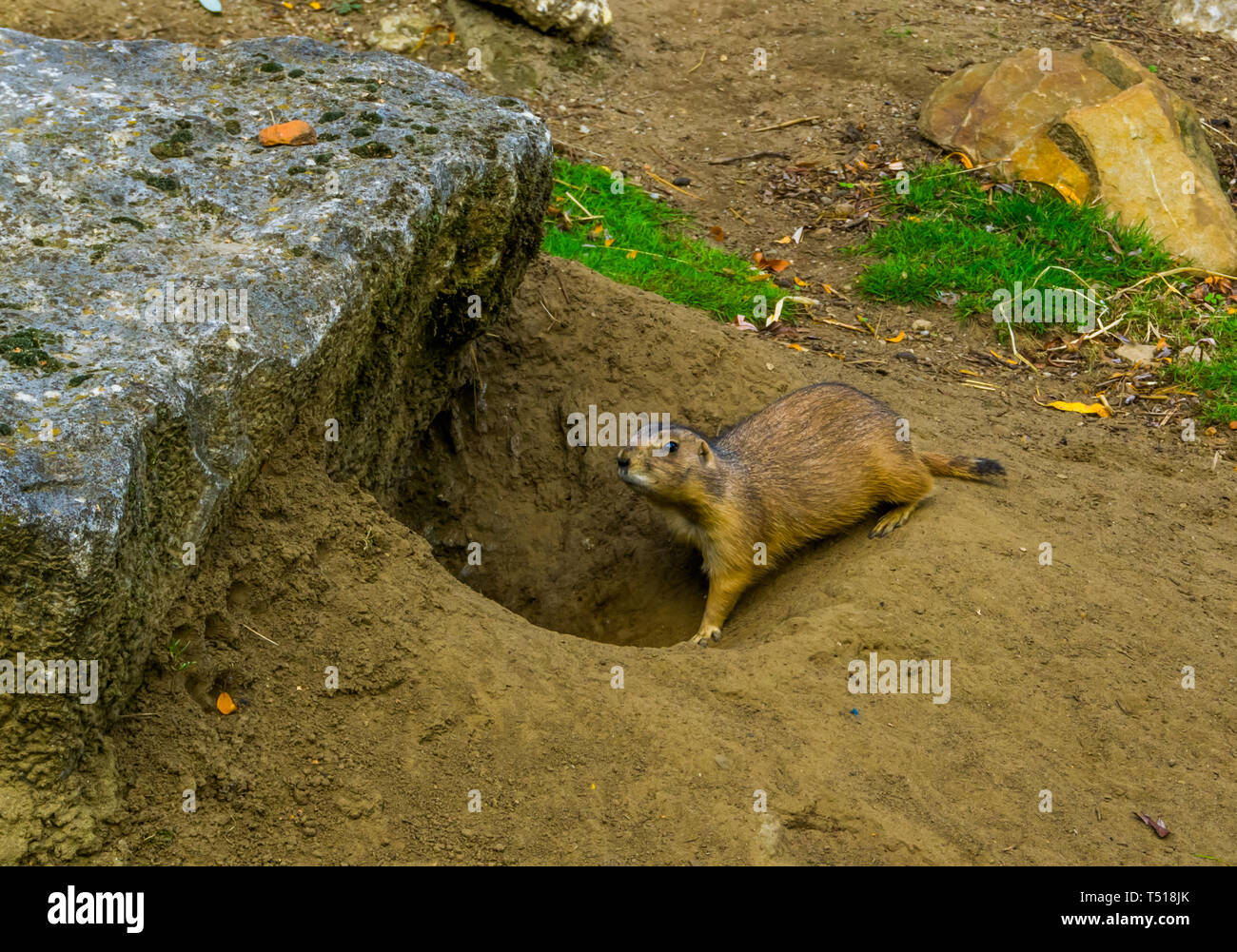 prairie dog walking back in his hole, animal underground home, tropical rodent from America Stock Photo - Alamy prairie dog walking back in his hole, animal underground home, tropical rodent from America Stock Photo - Alamy