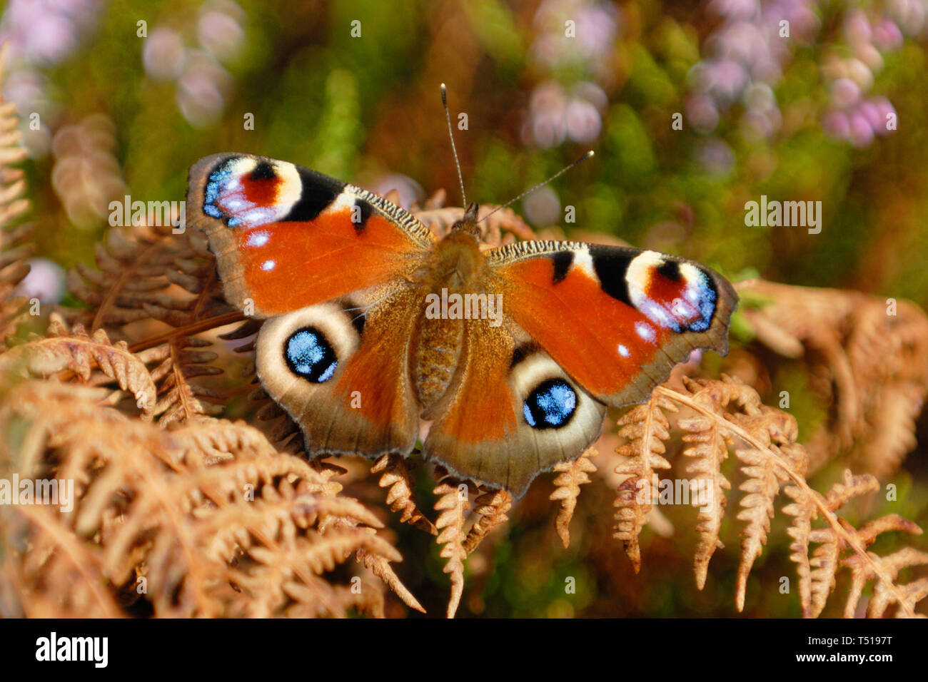 Peacock Butterfly (Aglais io) resting on bracken fronts Stock Photo