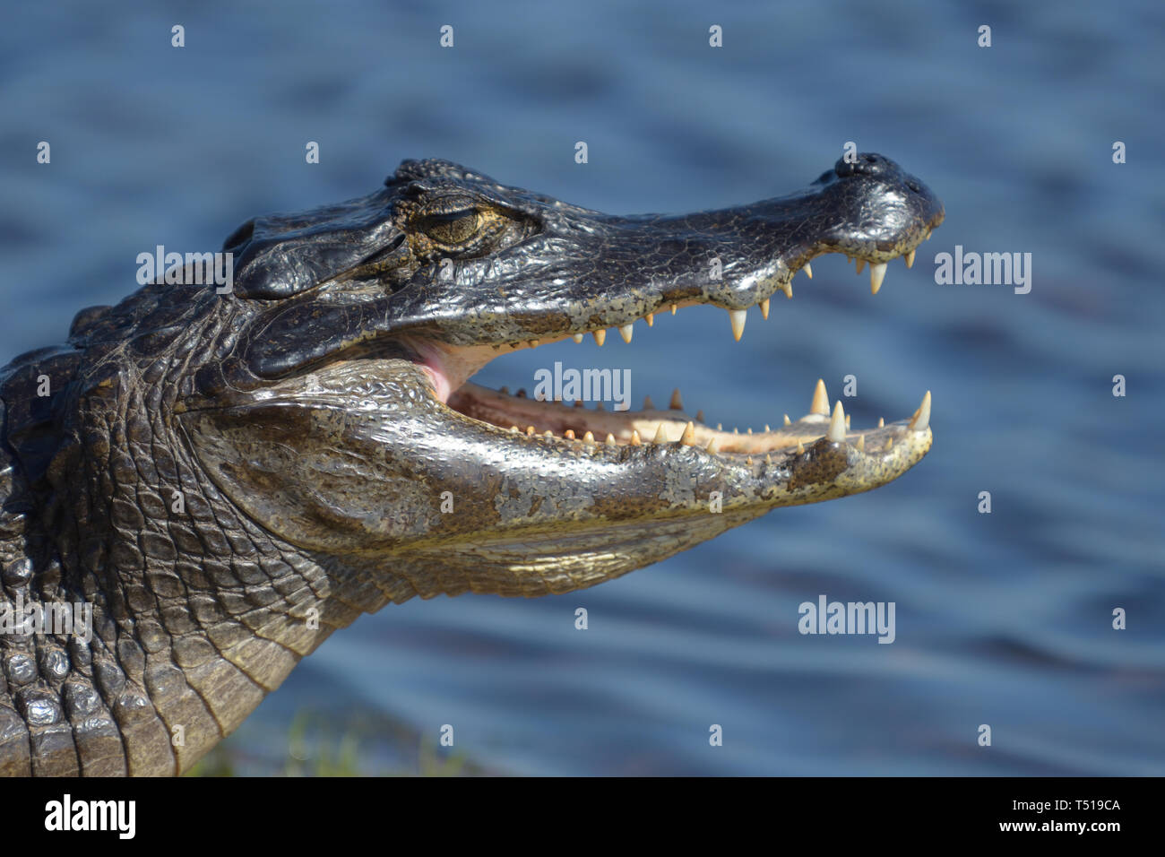Yacare Caiman (Caiman yacare) jaws agape showing its teeth in the Pantanal Stock Photo