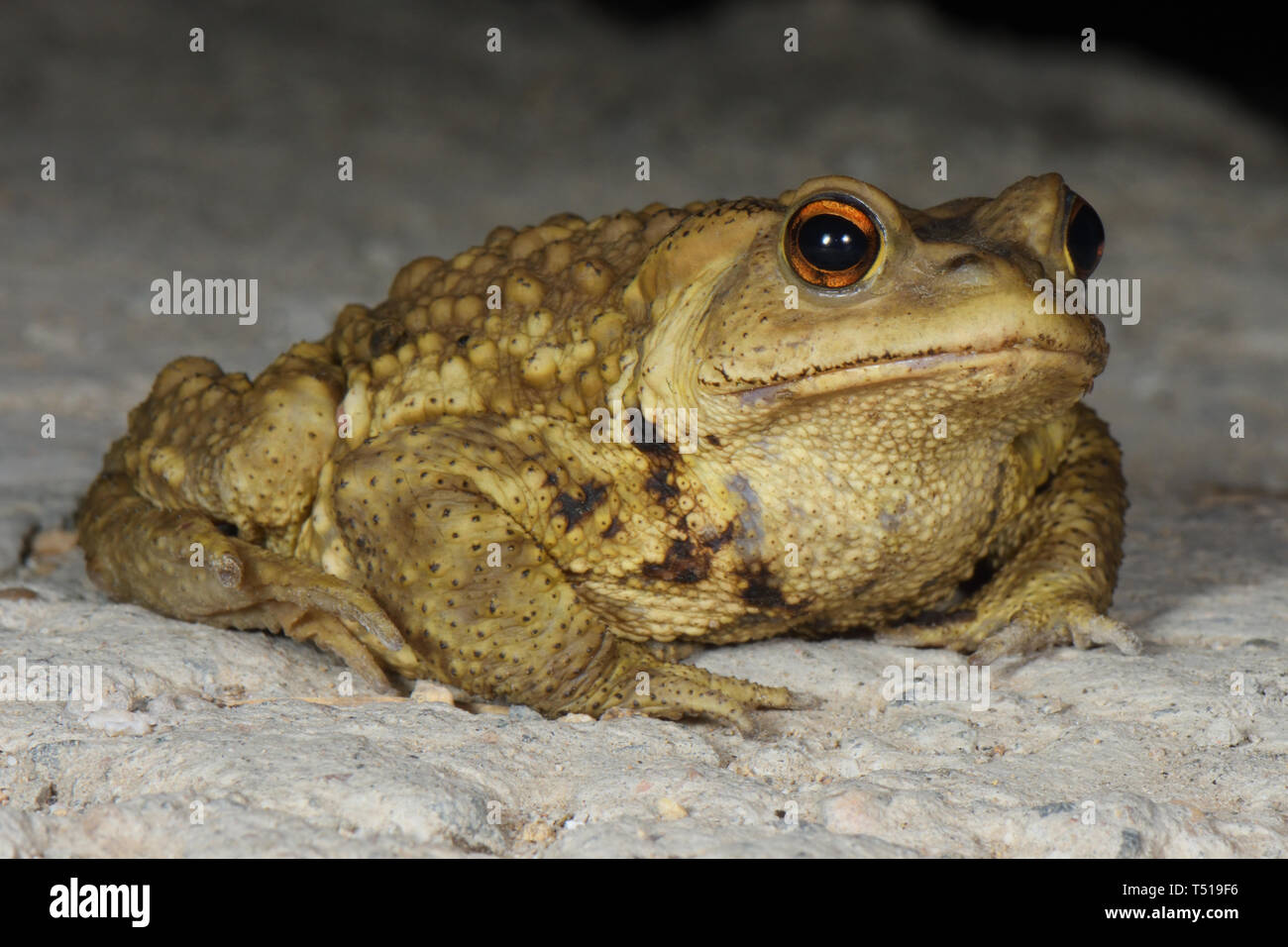 Close-up of an Asiatic Toad (Bufo gargarizans) Beijing Province, China Stock Photo