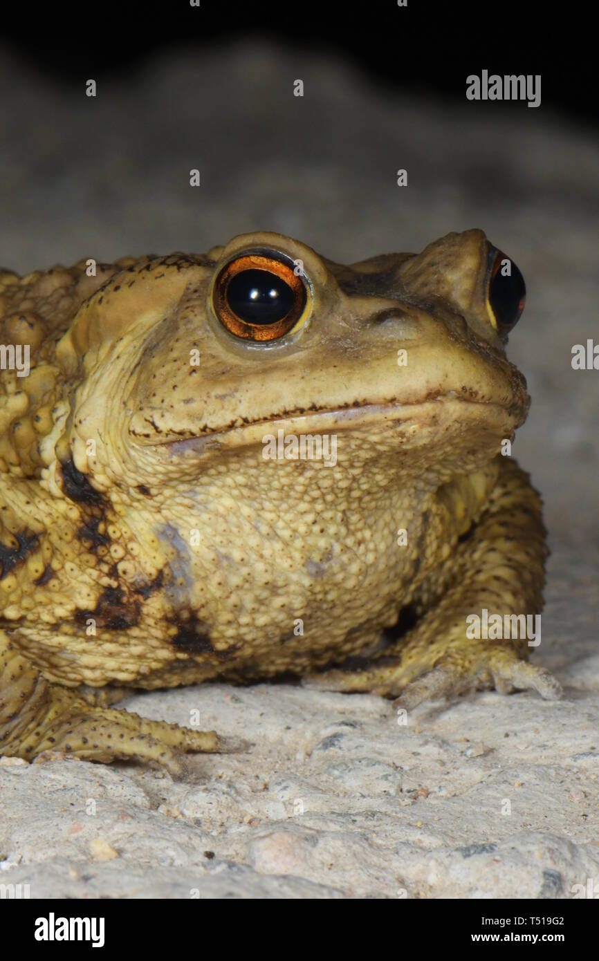 Close-up of an Asiatic Toad (Bufo gargarizans) Beijing Province, China Stock Photo