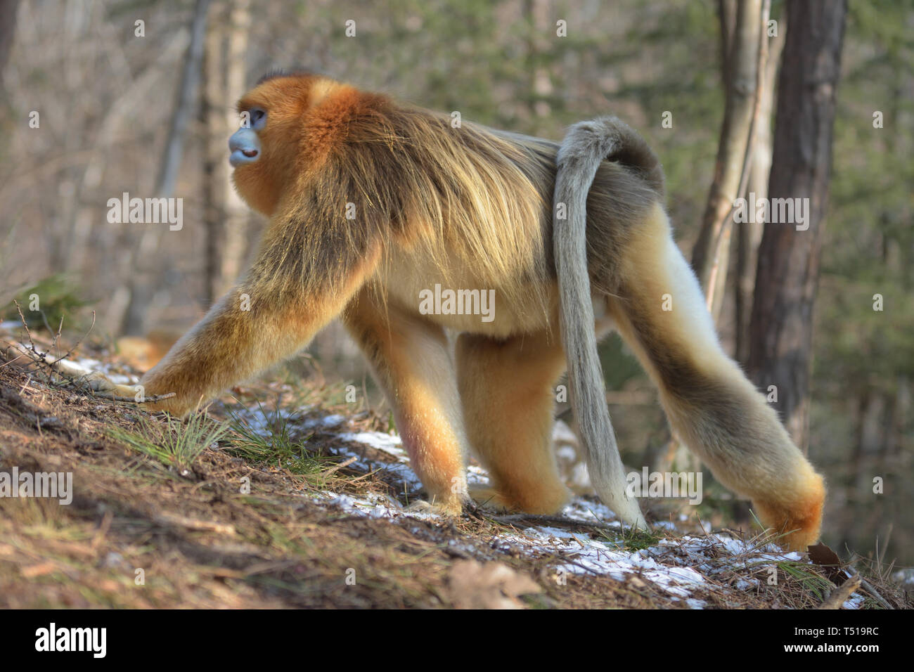 Male Golden Snub-nosed Monkeys (Rhinopithecus roxellana) patrolling his territory in the Chinese Mountains Stock Photo