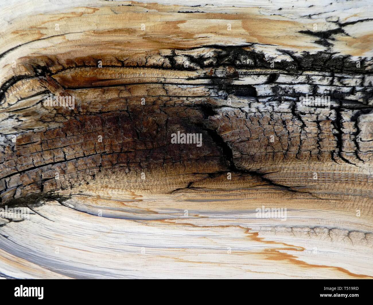 Closeup look at an ancient Bristlecone Pine tree trunk in the White Mountains, California Stock Photo