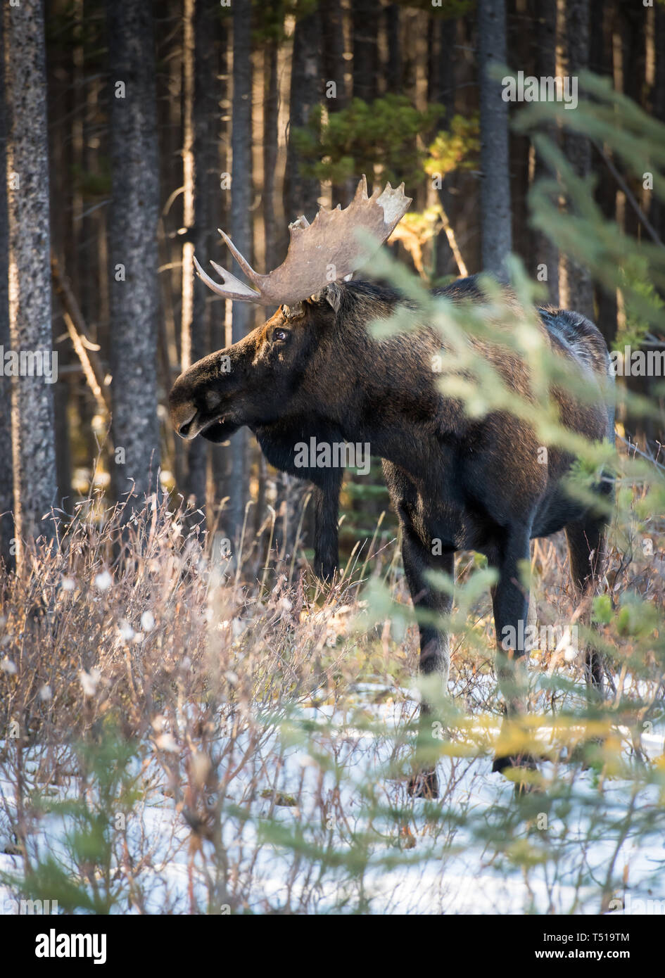 Fall Moose Real Moose in the late fall Stock Photo - Alamy