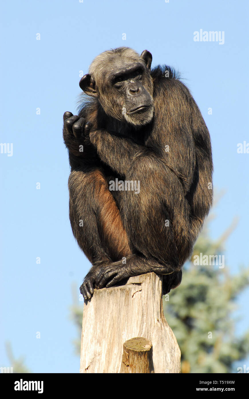 chimpanzee, Schimpanse, Pan troglodytes, csimpánz Stock Photo