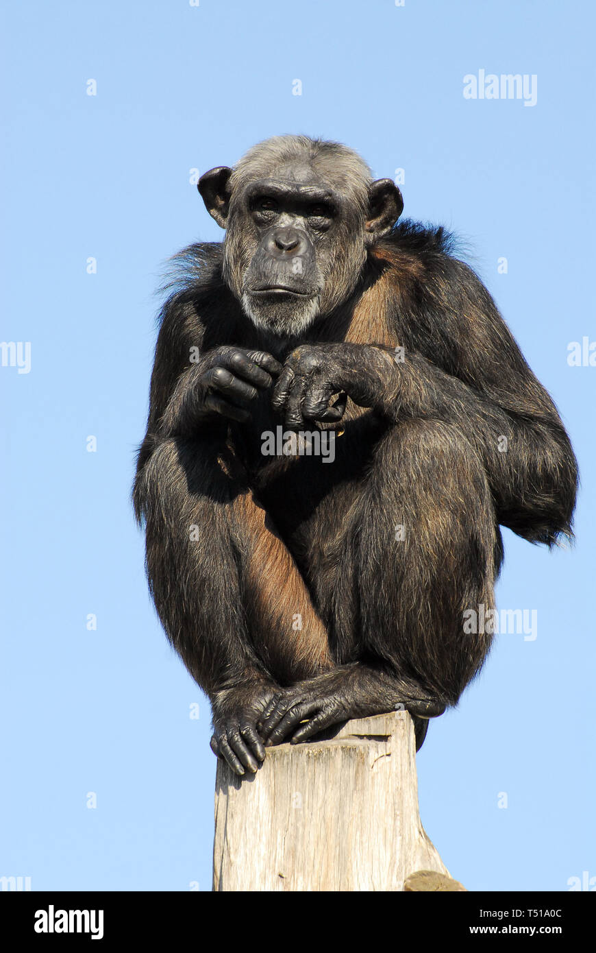 chimpanzee, Schimpanse, Pan troglodytes, csimpánz Stock Photo