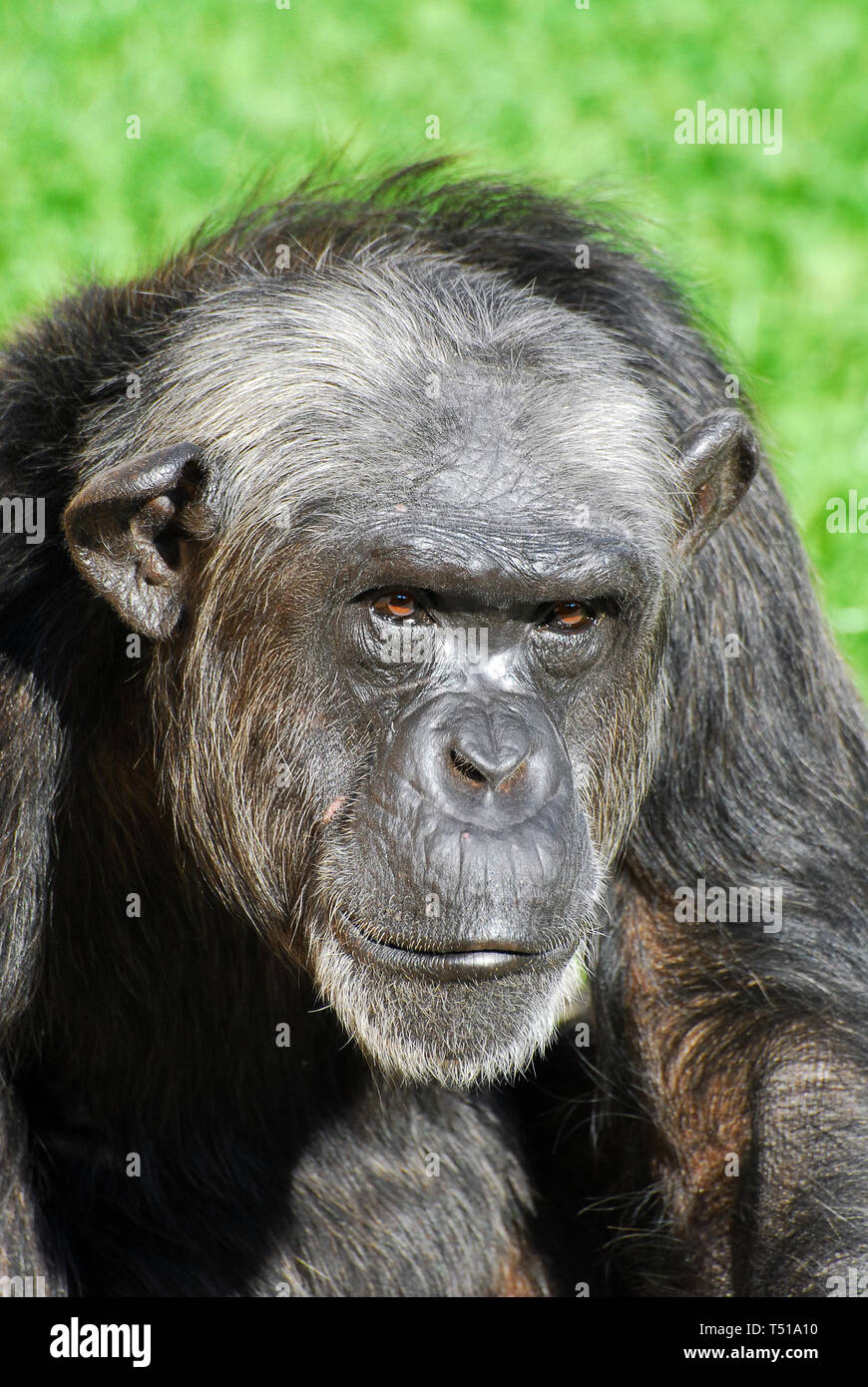 Chimpanzé chimpanzé macaco rosto cabeça macaco (Pan troglodytes) também  conhecido como um chimpanzé comum fotos, imagens de © cheekylorns2 #61296459