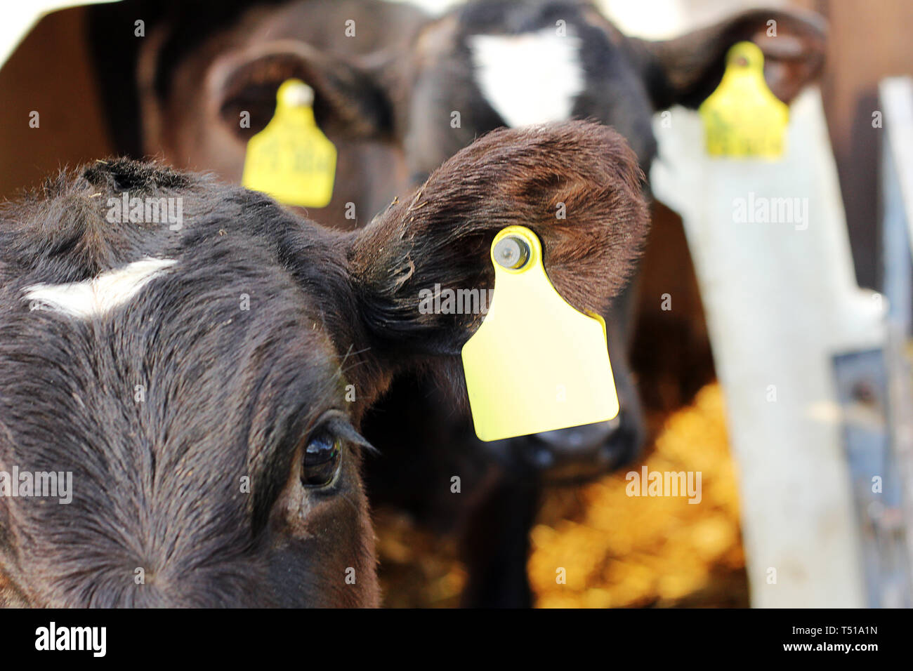 Calf with mark Stock Photo