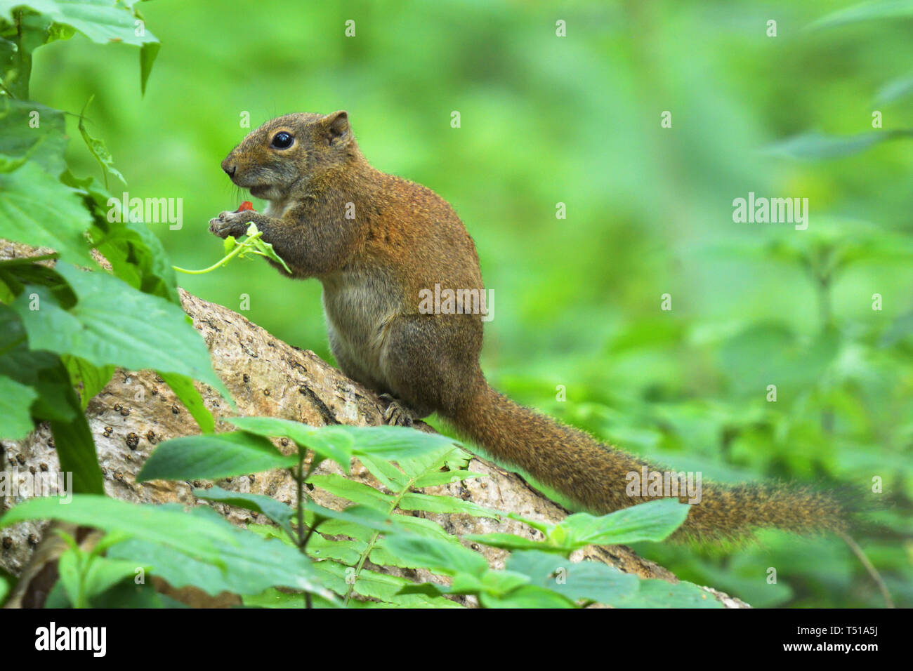 Irrawaddy squirrel (Callosciurus pygerythrus) eating fruit in an indian