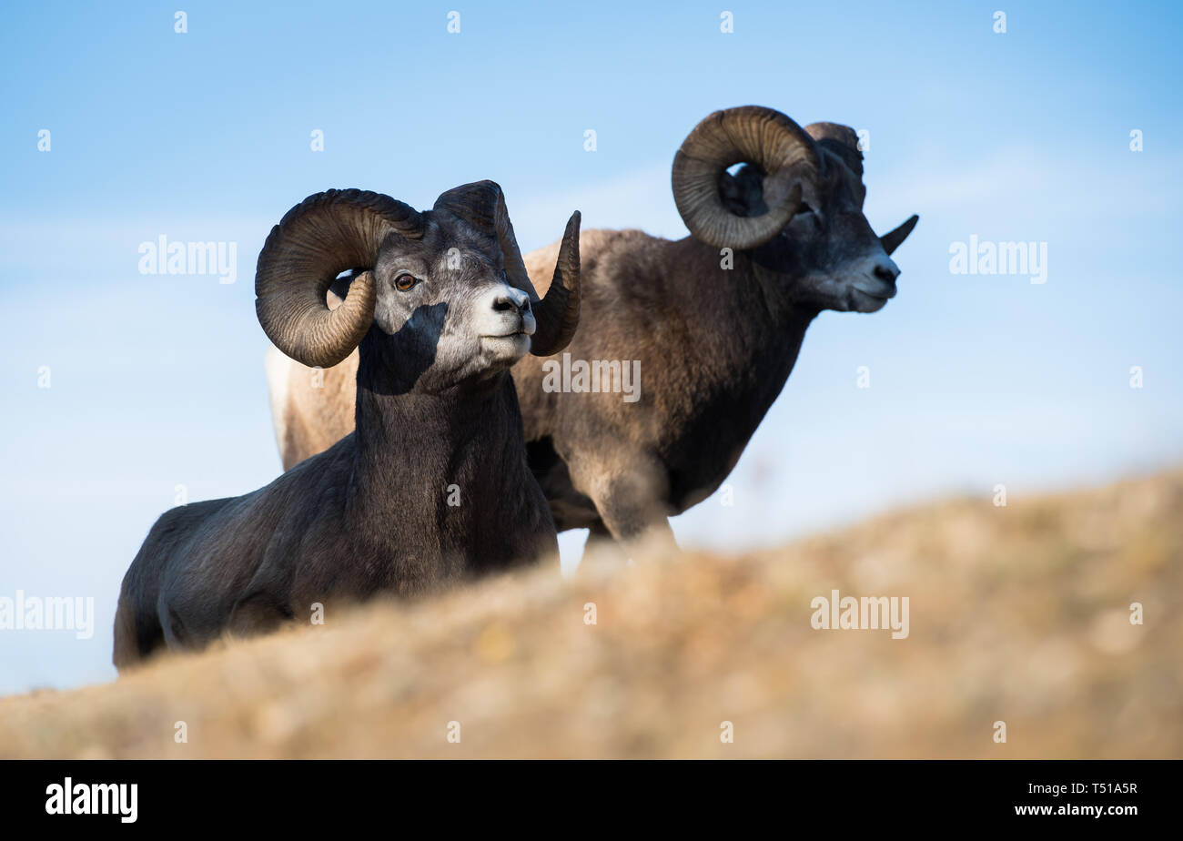 Bighorn rams in the mountains Stock Photo - Alamy