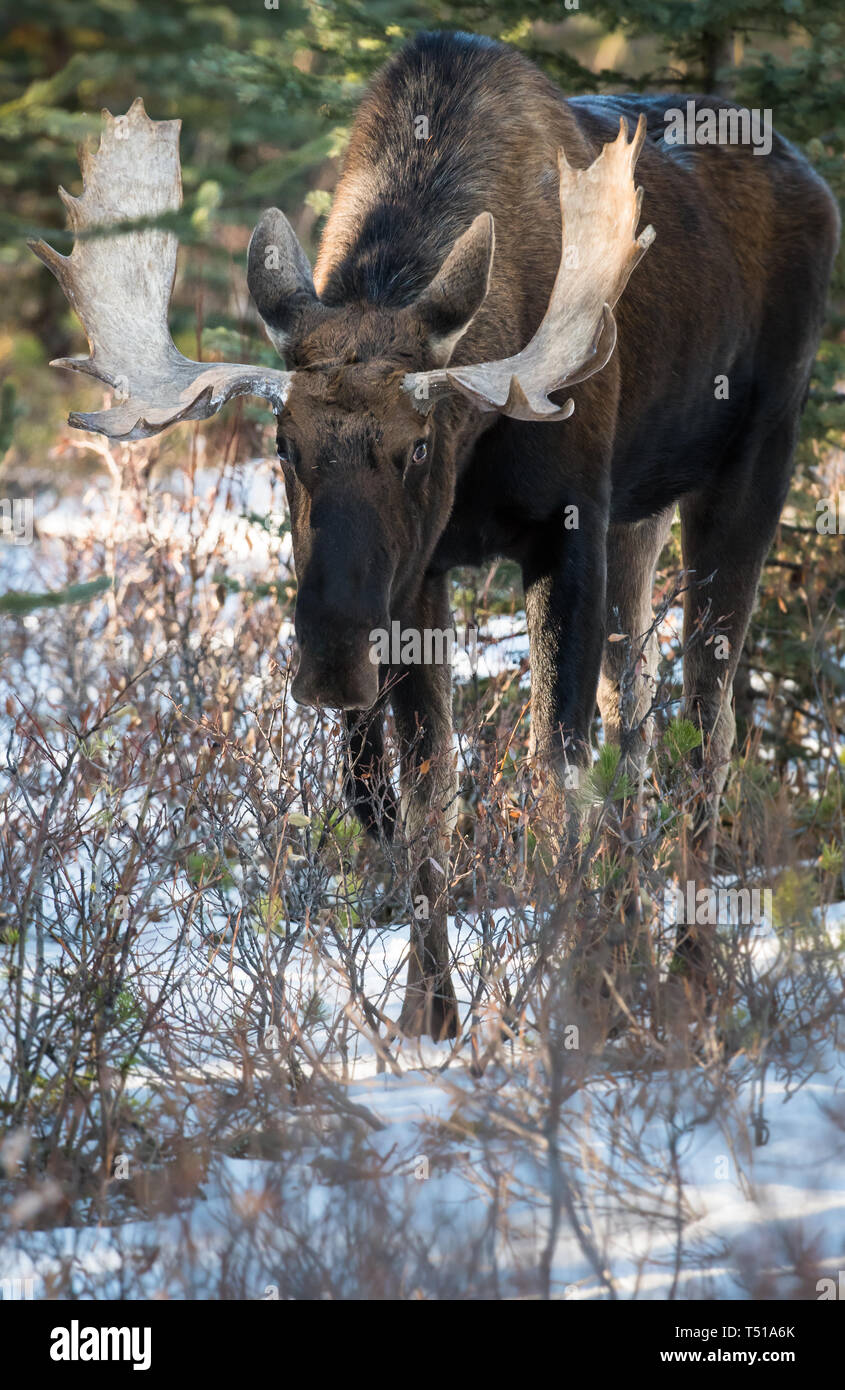 Fall Moose Real Moose in the late fall Stock Photo - Alamy
