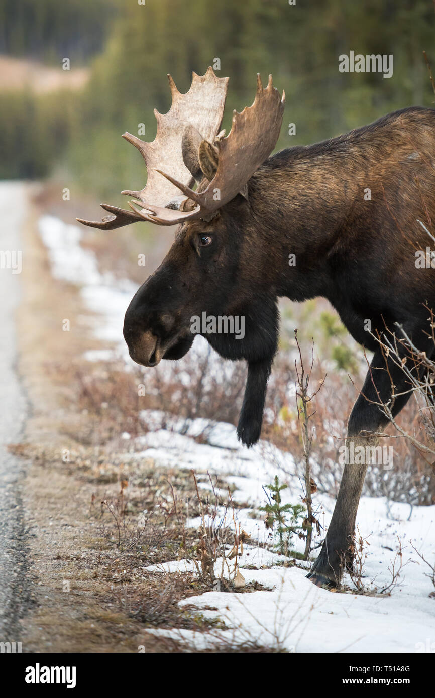 Fall Moose Real Moose in the late fall Stock Photo - Alamy