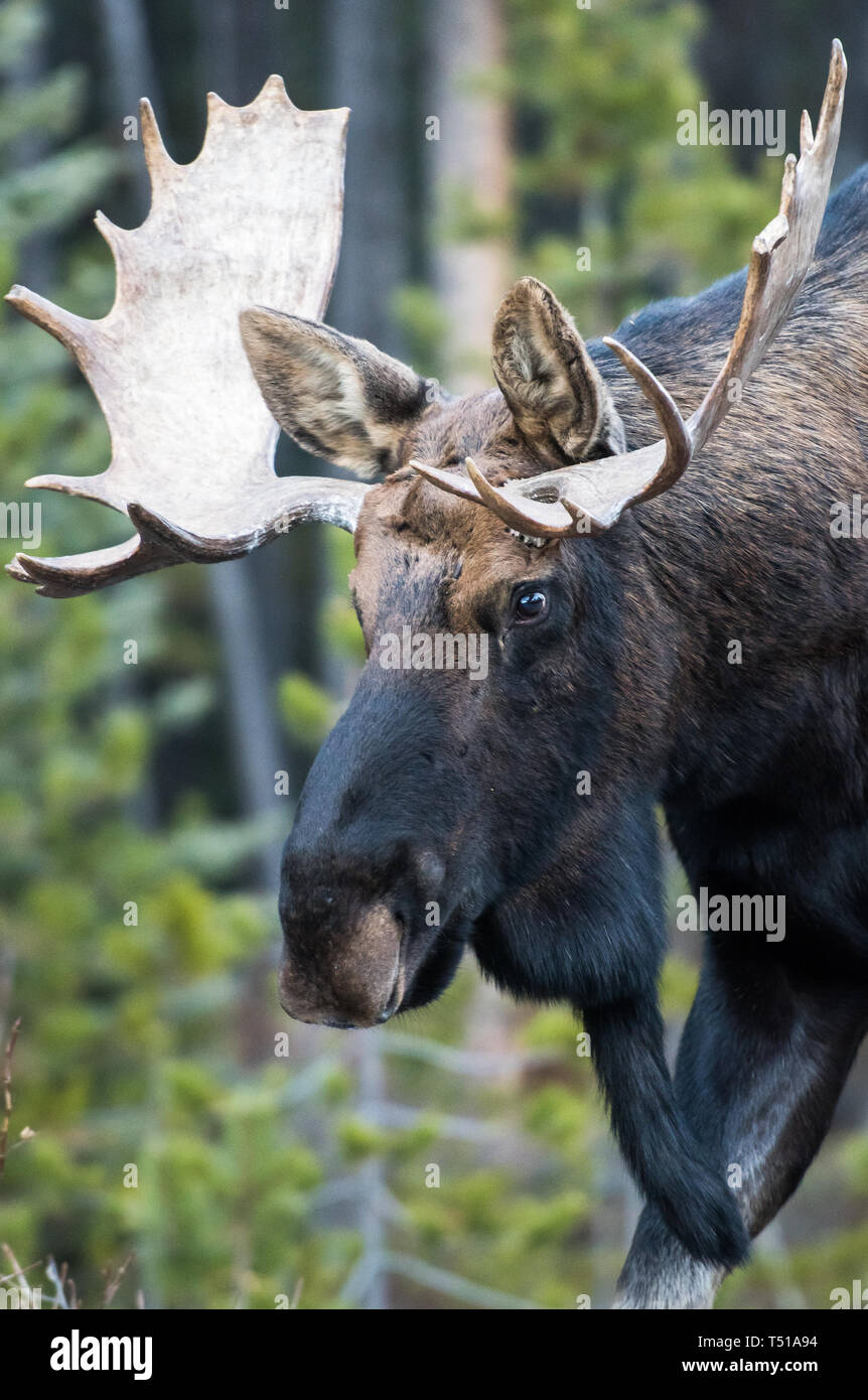 Fall Moose Real Moose in the late fall Stock Photo - Alamy