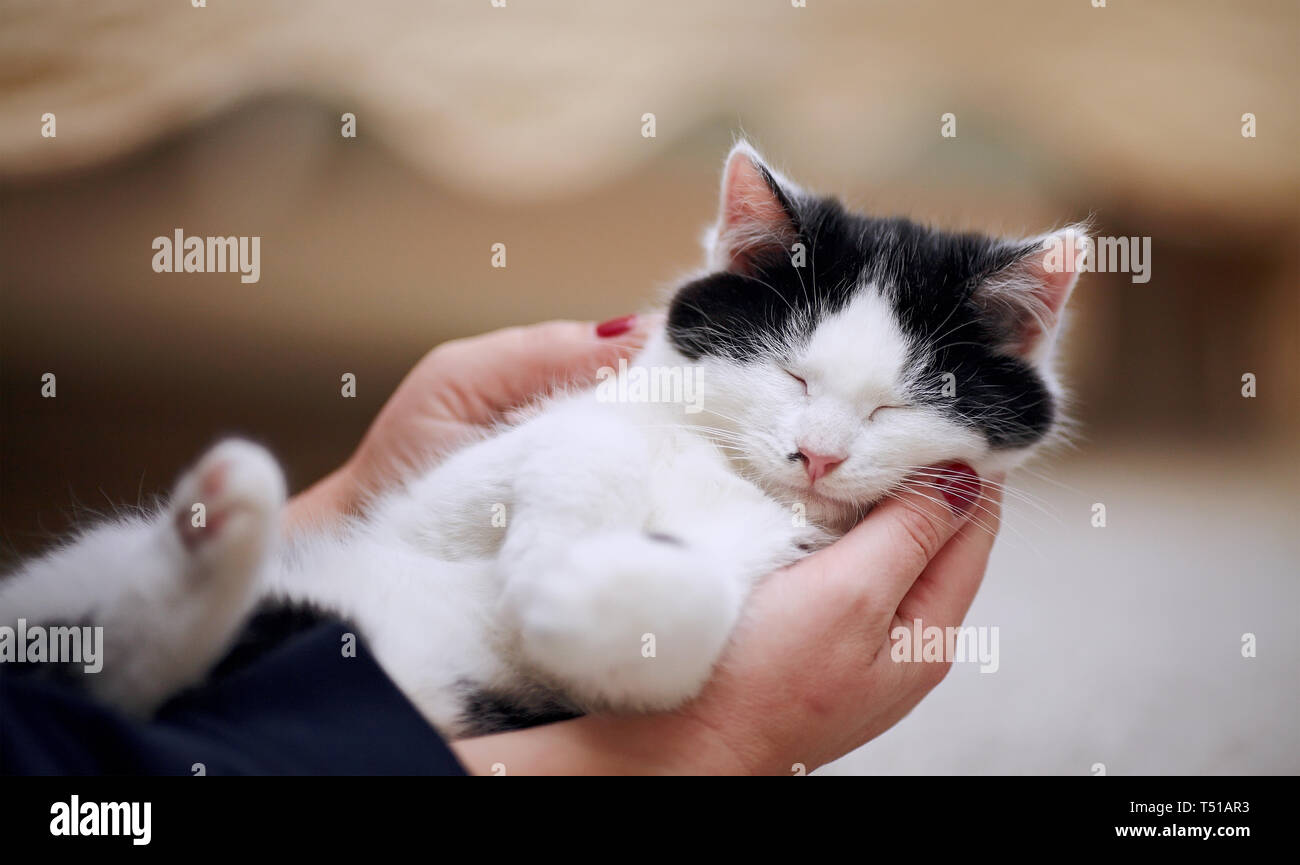 The small cat