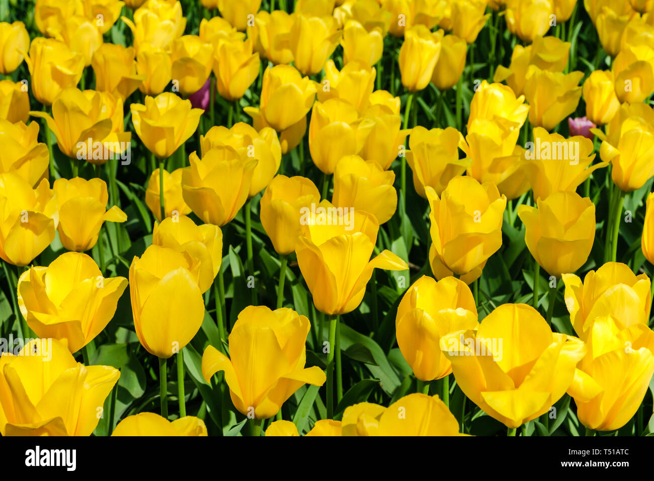Blooming brightly colored yellow tulips in bright sunlight in the ...