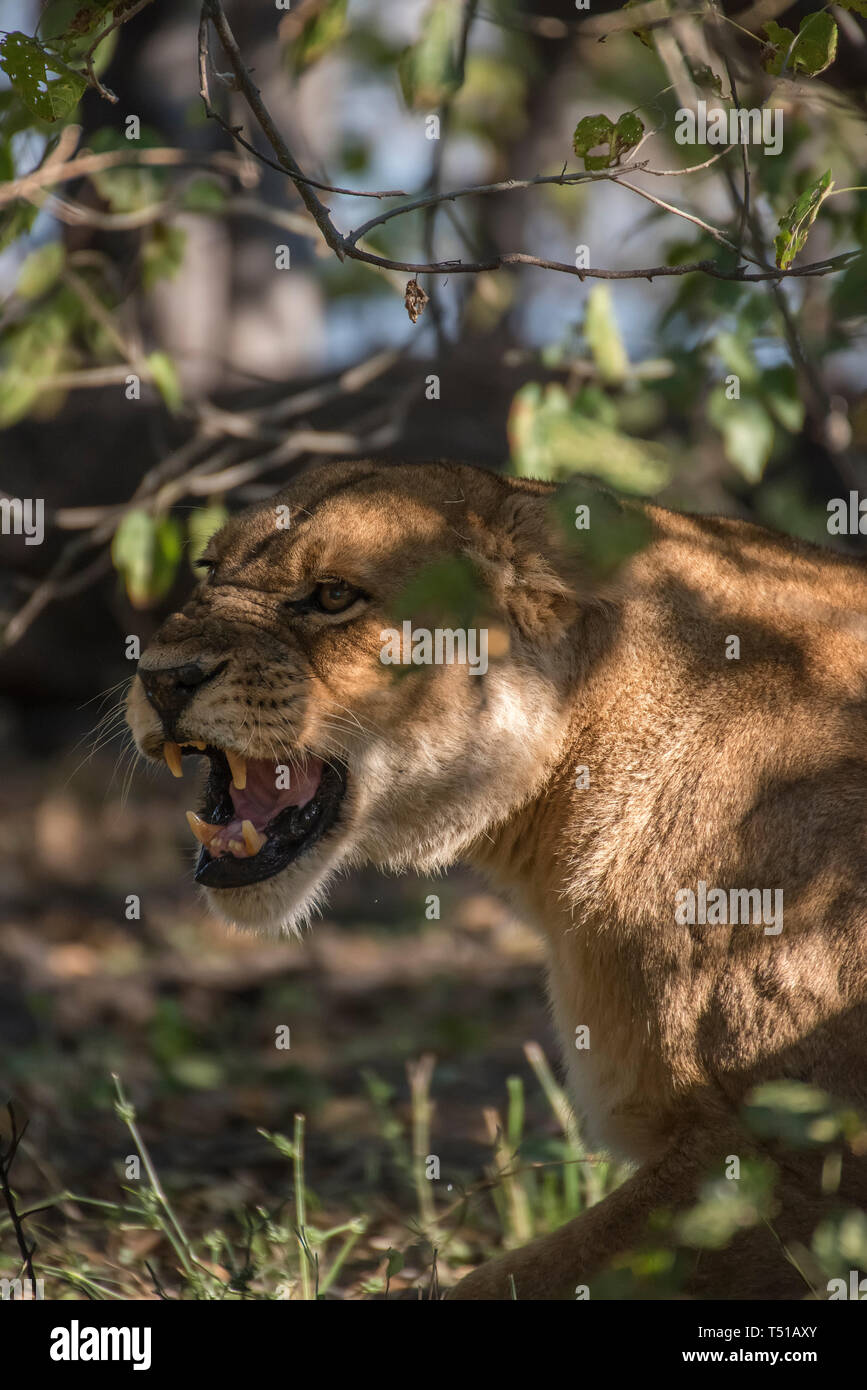 Female Lioness (Panthera leo) growling Stock Photo