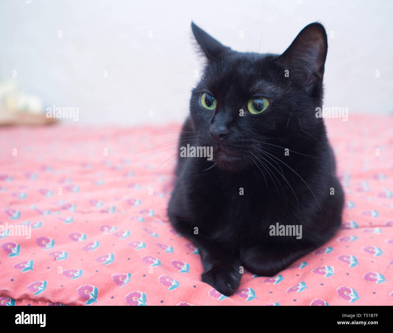 Black russian blue cat sales