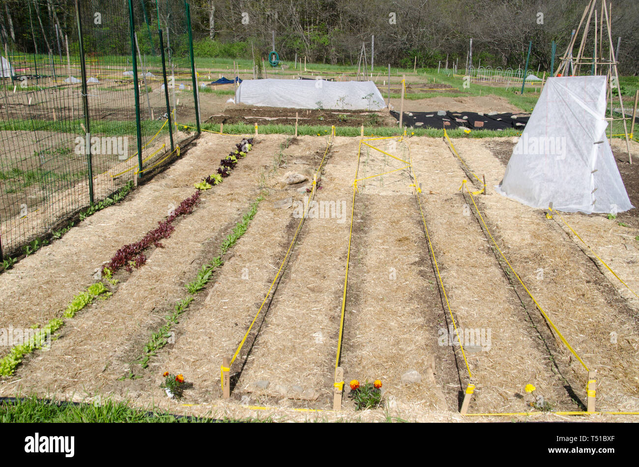 Community garden plot coming up in spring with lettuce and marigolds covered in hay, Maine, USA Stock Photo