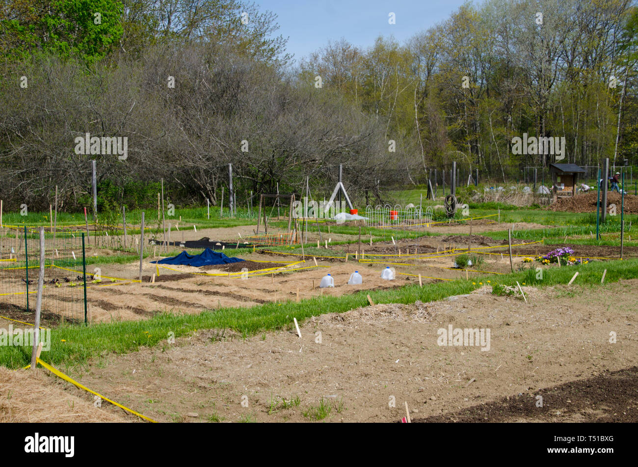 Large community garden of rental plots, or allotments, in early spring, Yarmouth Community Garden, Maine, USA Stock Photo
