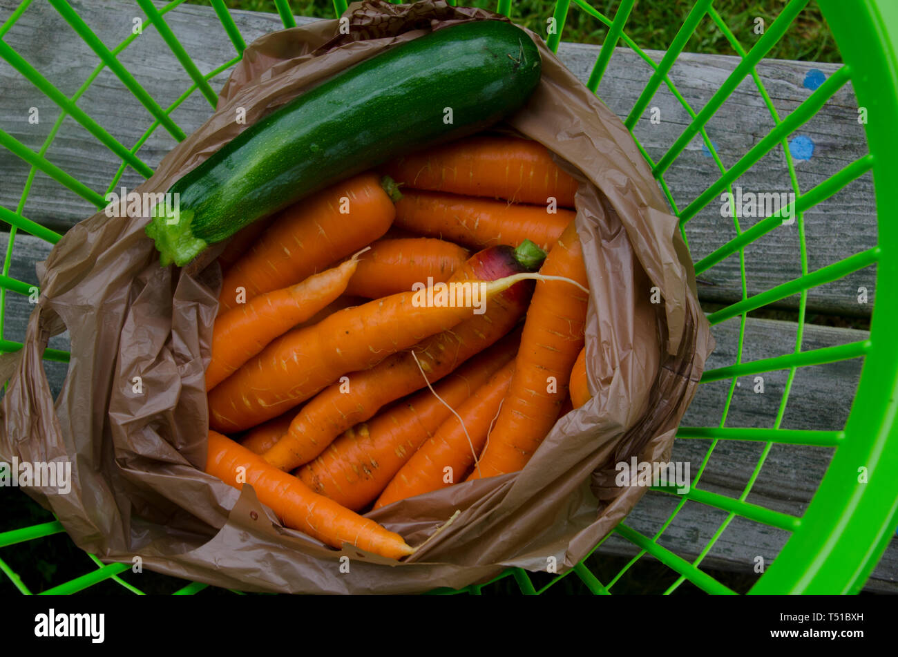Carrots in a green plastic basket from harvest full frame horizontal- community garden for donation, Yarmouth Maine, USA Stock Photo