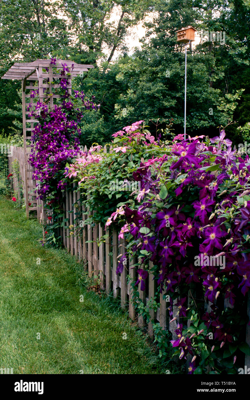 Purple and pink clematis grows on wooden picket fence surrounding ...