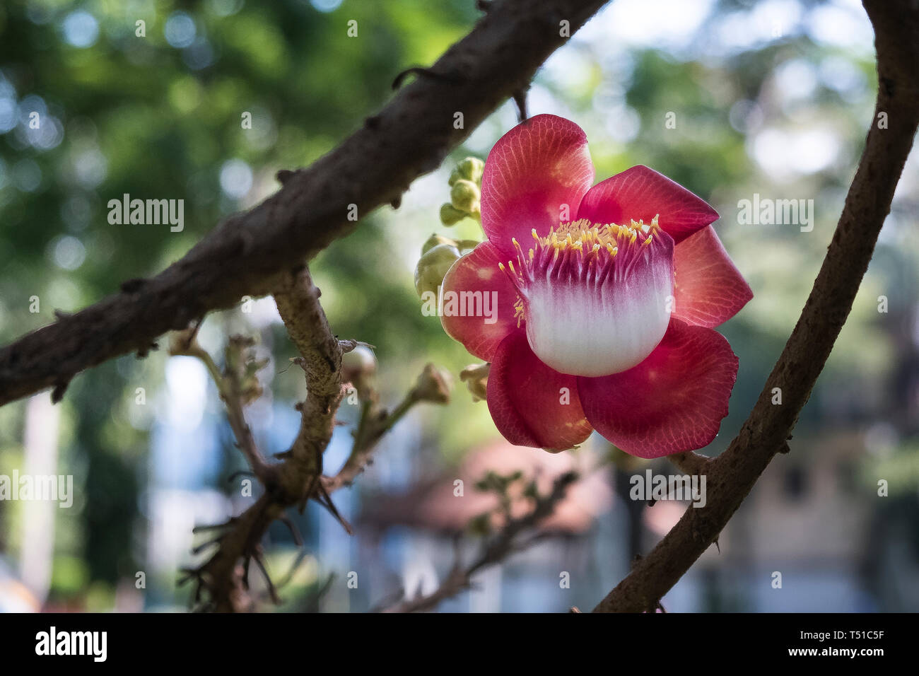 Close up of Cannonball tree. Shorea Robusta is blooming in the temple Stock Photo