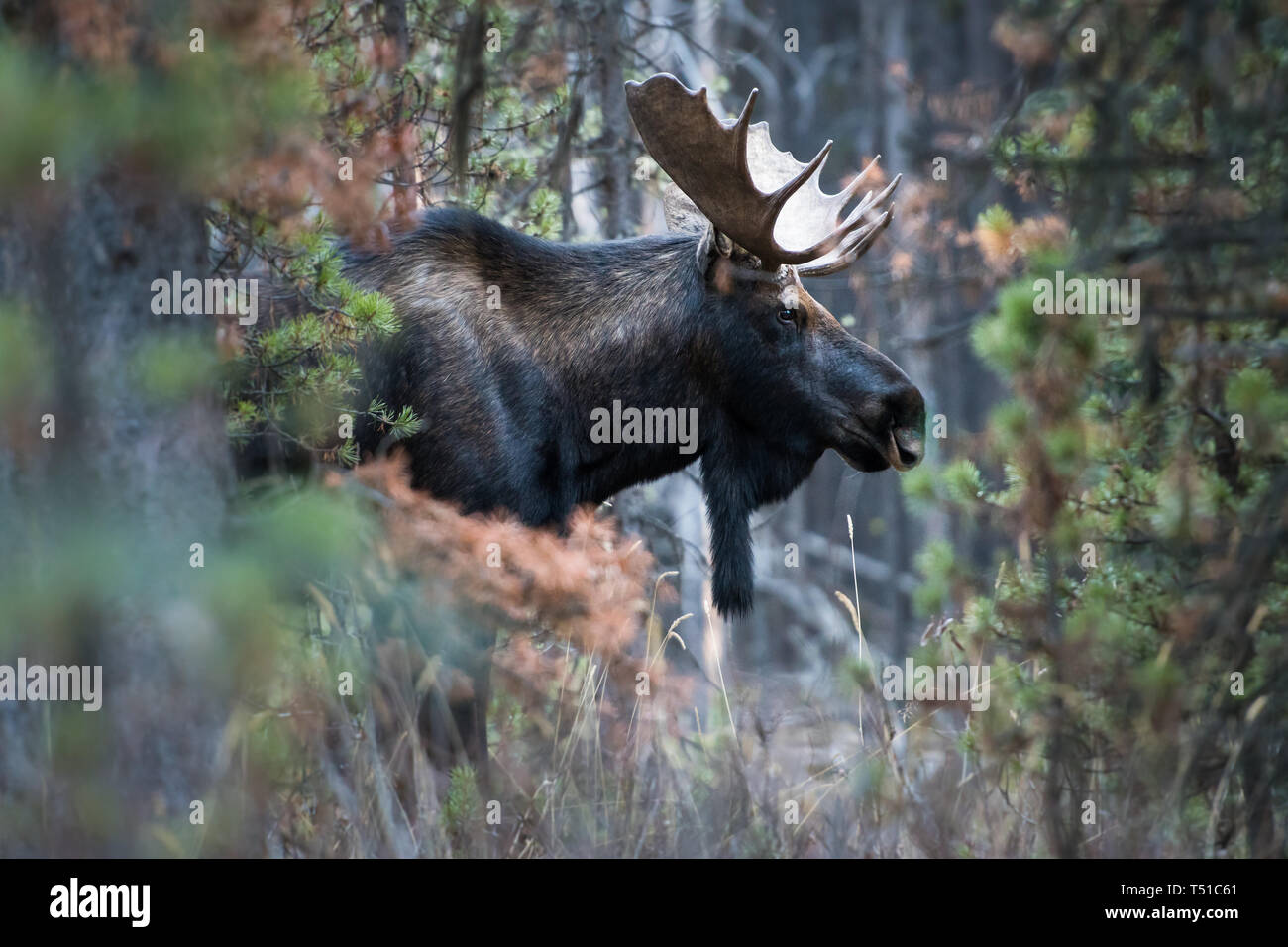 Fall Moose Real Moose in the late fall Stock Photo - Alamy