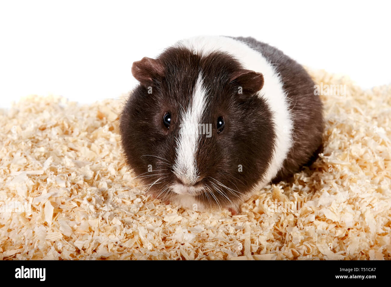 Guinea pigs on sawdust Stock Photo Alamy