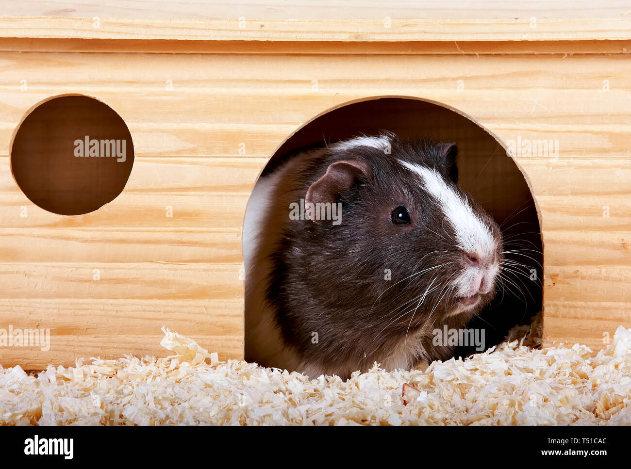 sawdust for guinea pigs