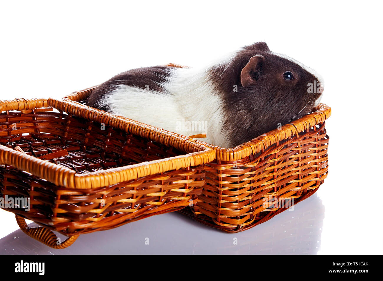 Guinea pig in a wattled basket. House rodent. Small pet Stock Photo Alamy