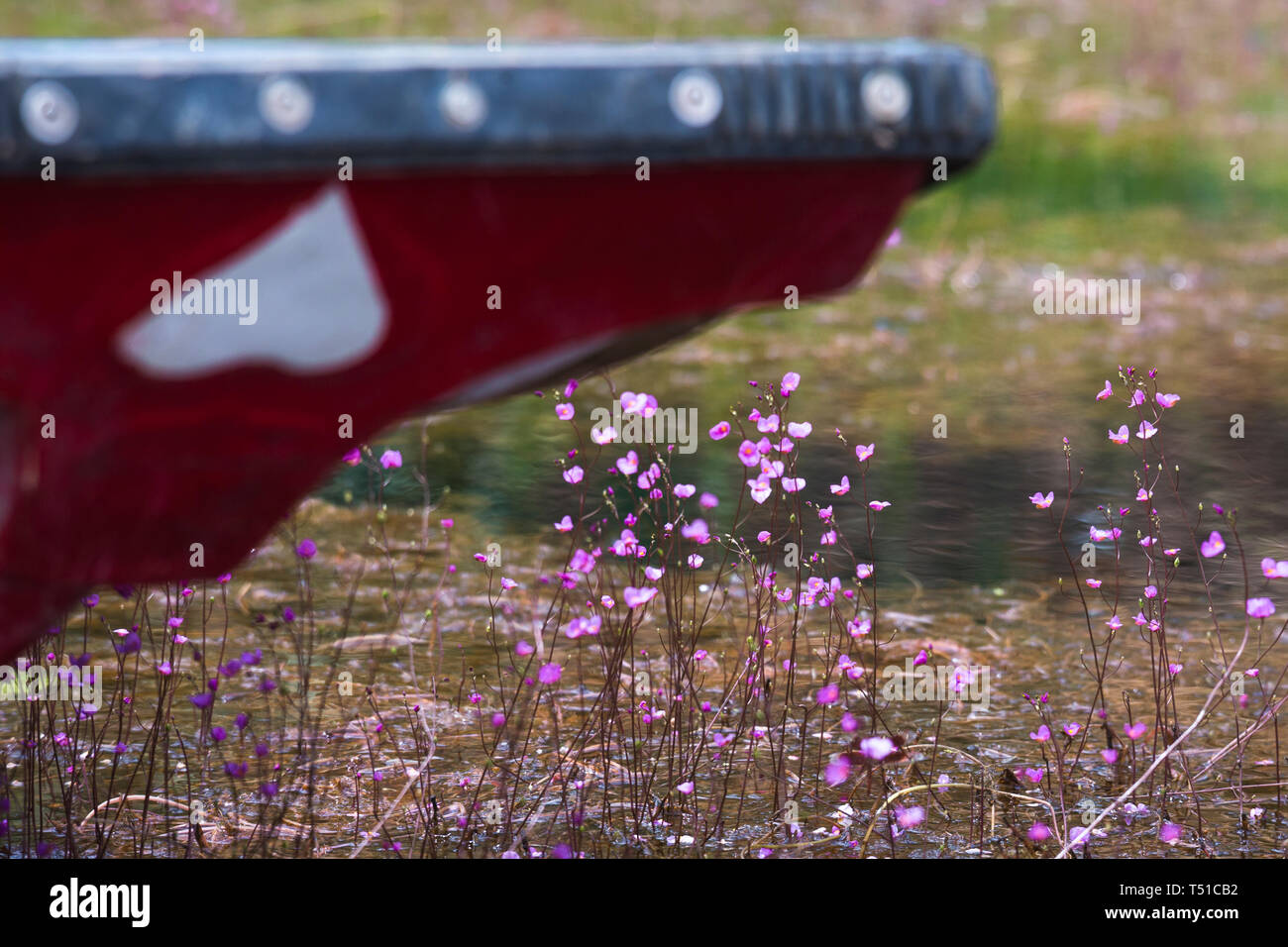 Tram Chim Nature Reserve, Dong Thap Province, Vietnam - March 18, 2017 : Image of a farmer happy couple are boating on a canal full of pink ultricular Stock Photo