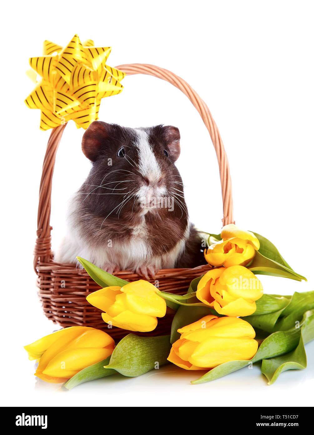 Guinea pig in a basket. Guinea pig with tulips. Guinea pig and flowers