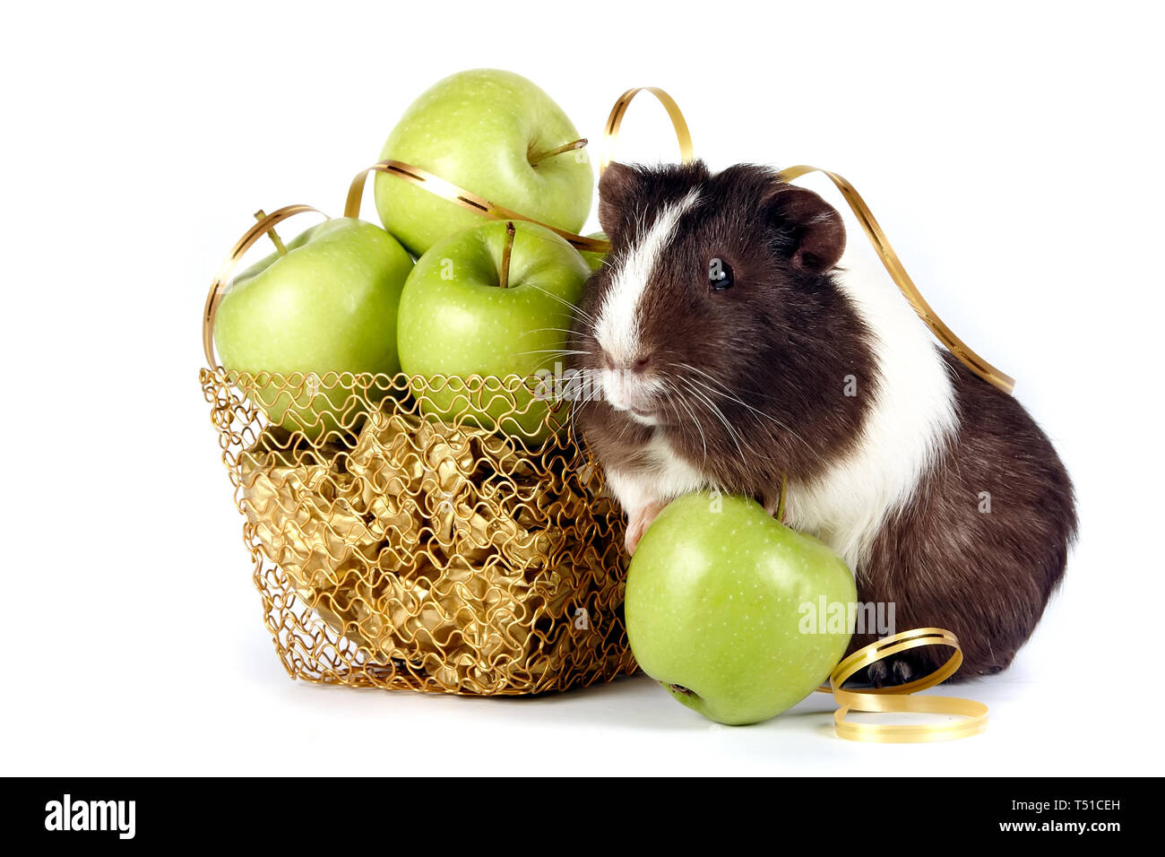 Guinea pigs with apples in a gold basket on a white background Stock