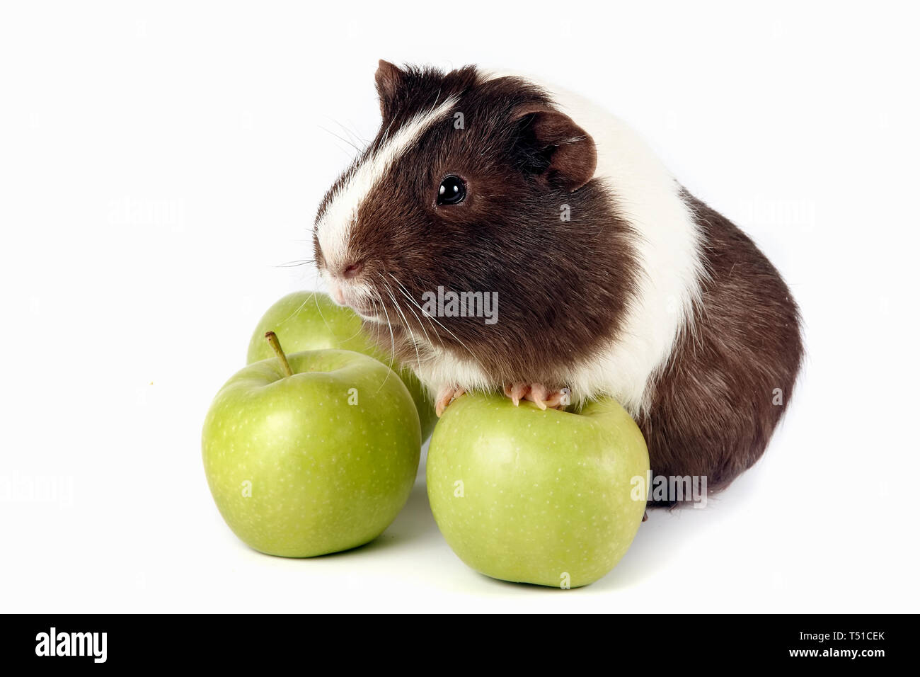can guinea pigs have green apples