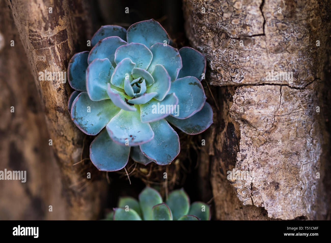 Succulent plants stone lotus Stock Photo Alamy