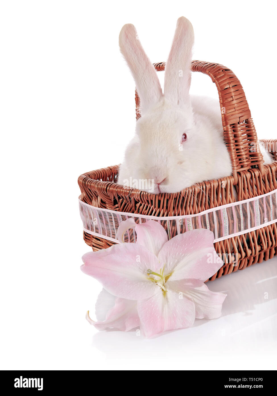 White rabbit in a basket with a white-pink lily flower Stock Photo - Alamy