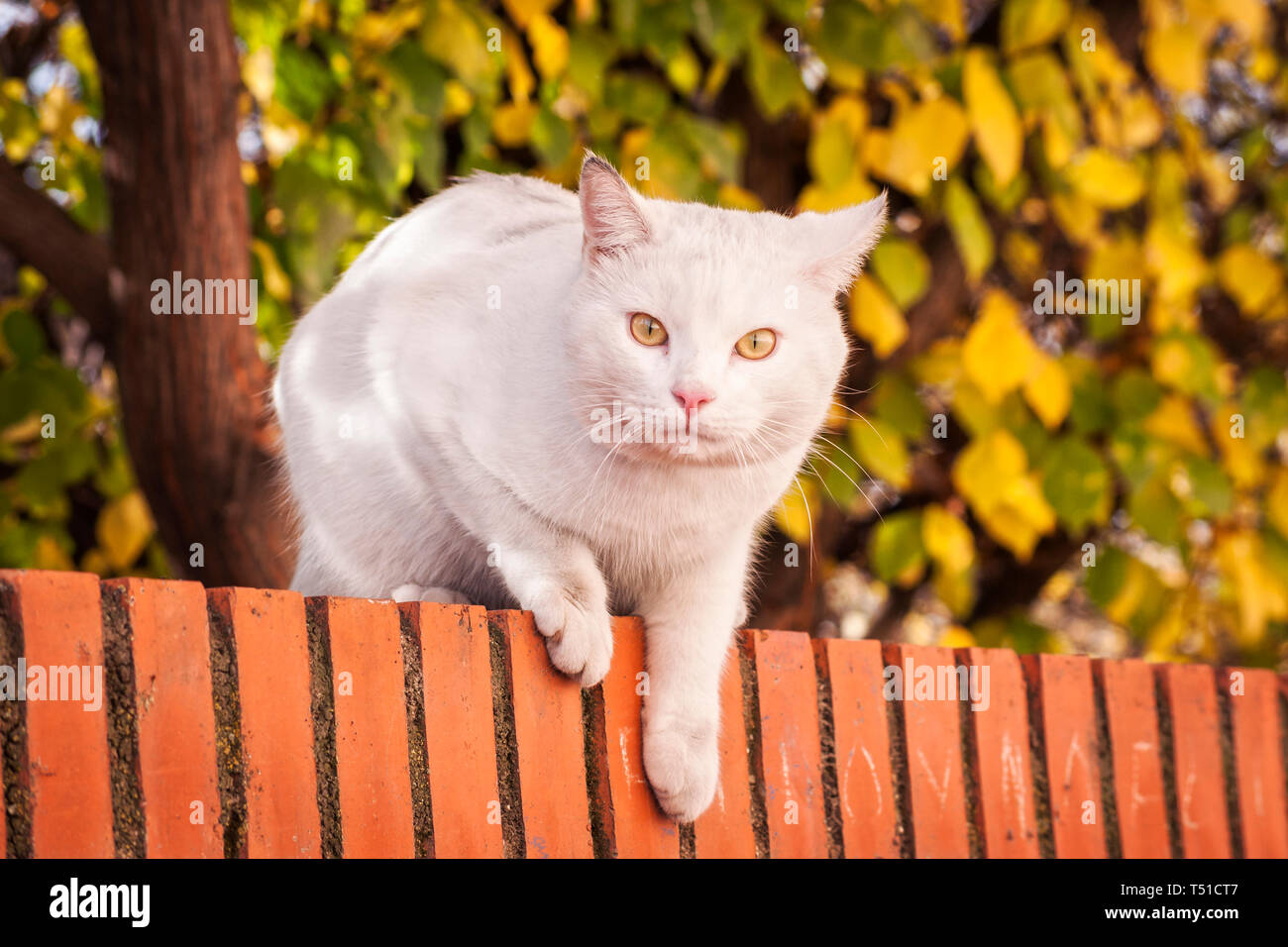 Gato blanco en lo alto de un muro. Madrid. España Stock Photo