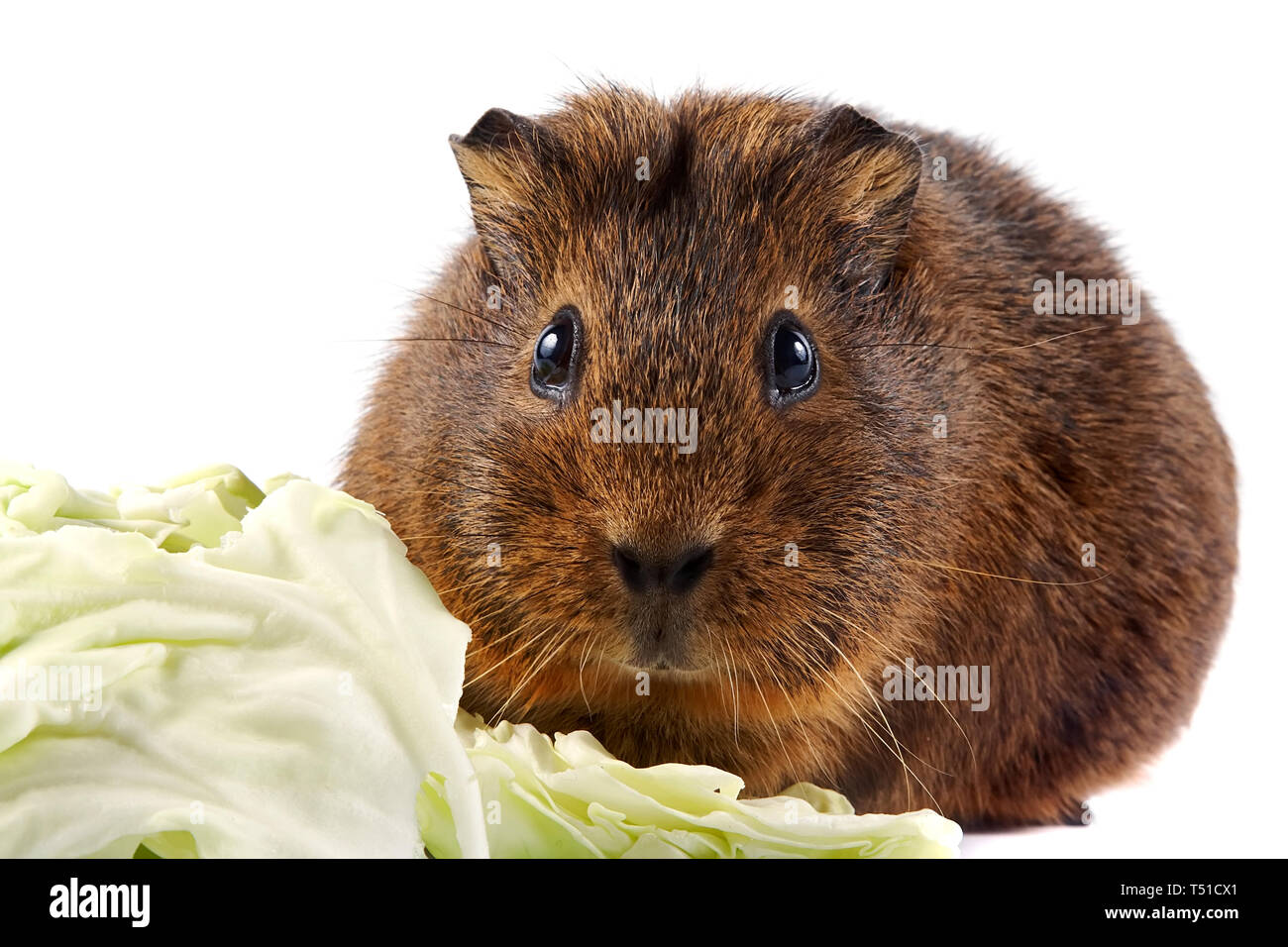 Brown guinea pig with cabbage leaves on a white background Stock Photo