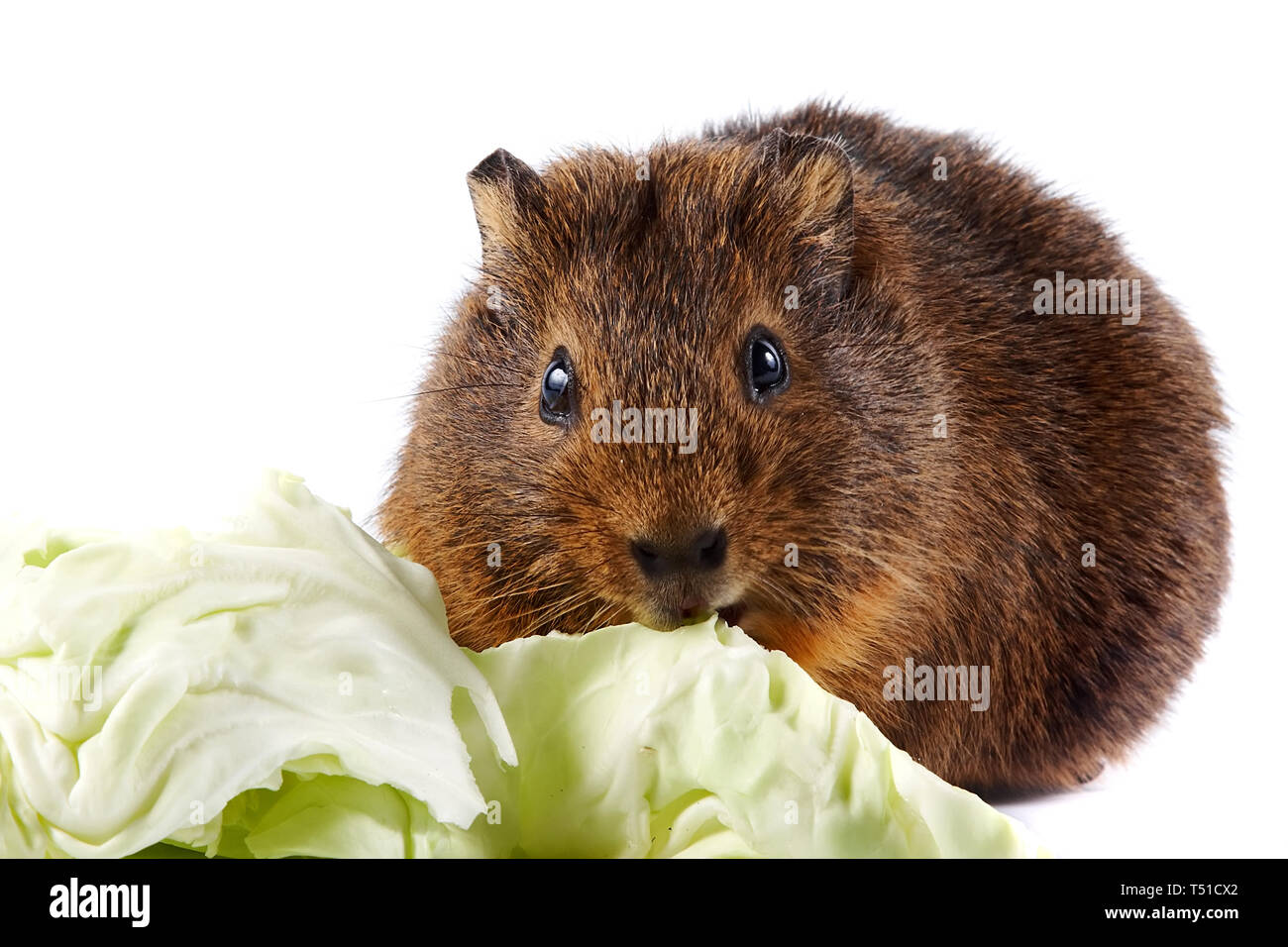 Brown guinea pig with cabbage leaves on a white background Stock Photo
