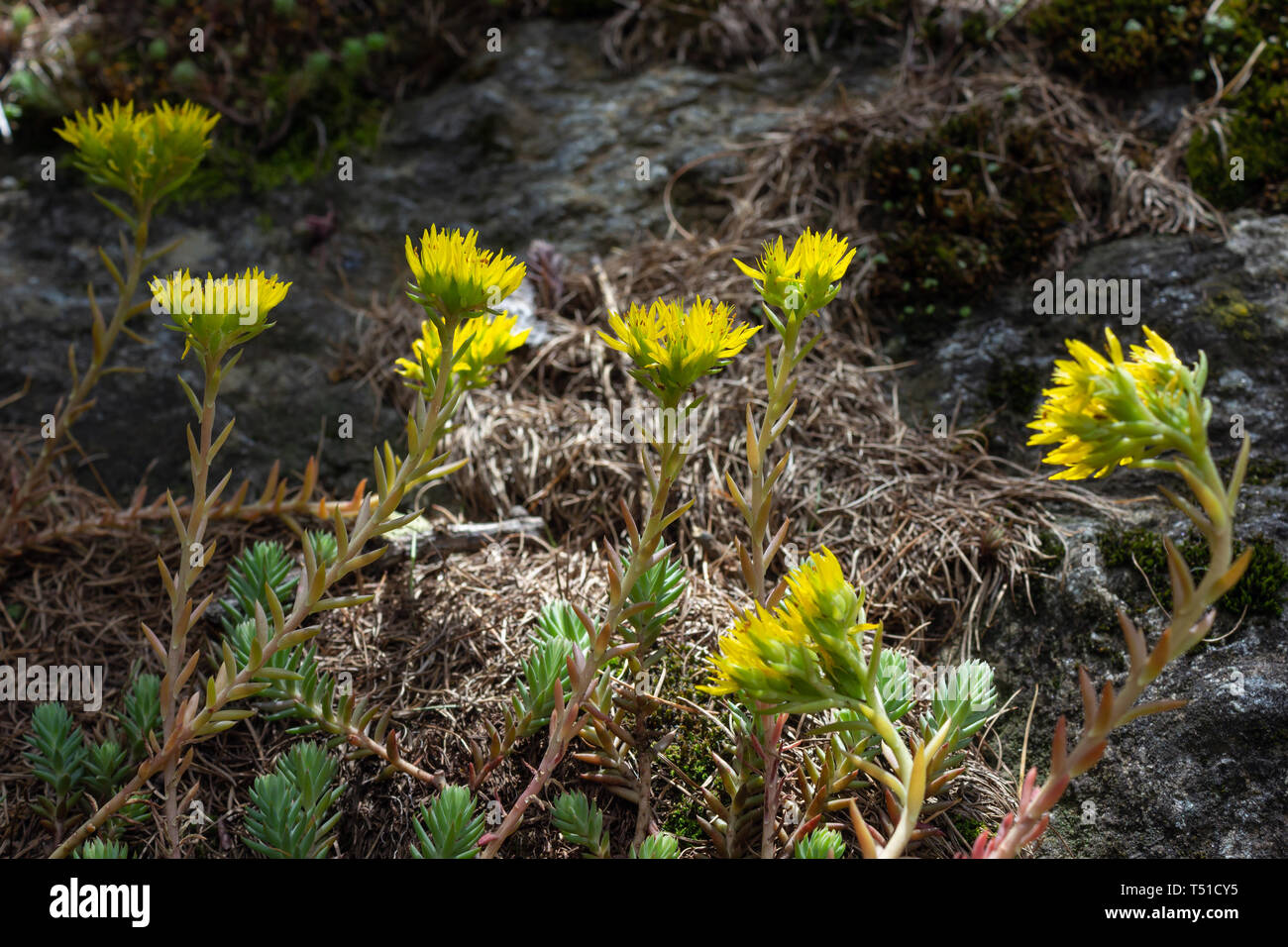Alpine wild flower Petrosedum (sedum) montanum (Mountain stonecrop). Aosta valley, Italy Stock Photo