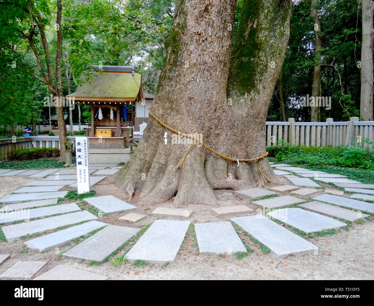 Awaji, Hyogo, Japan - 17th September 2018 : Close up picture of the trunk of 800 year old camphor tree on the grounds of Izanagi Shrine on Awaji Islan Stock Photo