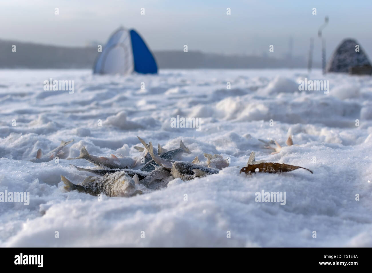 Caught fish closeup lies on the ice of the river with winter fishing on a frozen pond in the snow on the background of winter tents Stock Photo