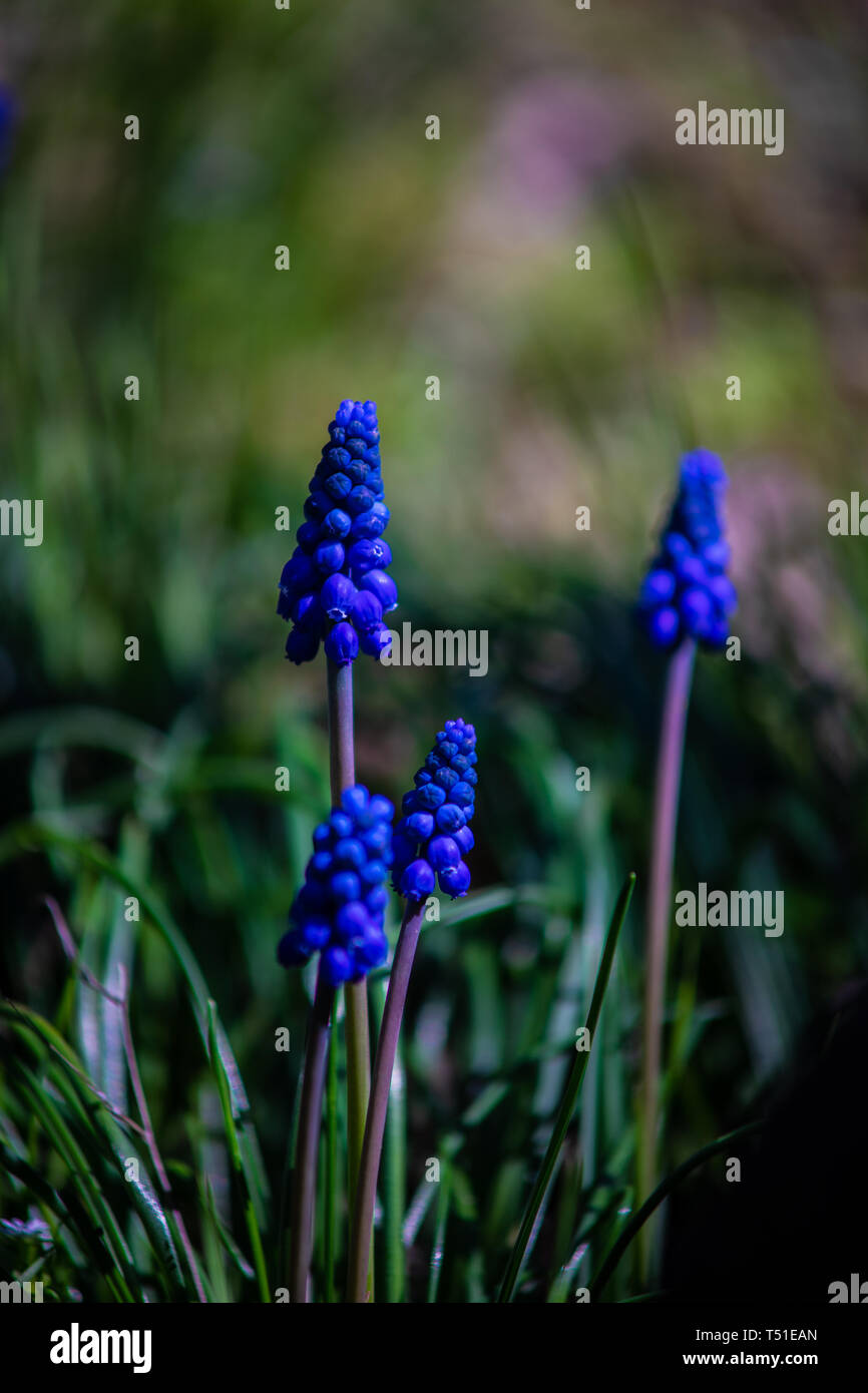 Wild hyacinth flowers in a field in spring time forest Stock Photo - Alamy
