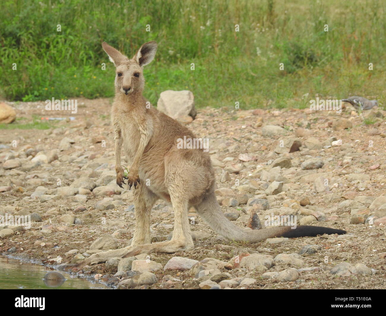 Young kangaroo Stock Photo