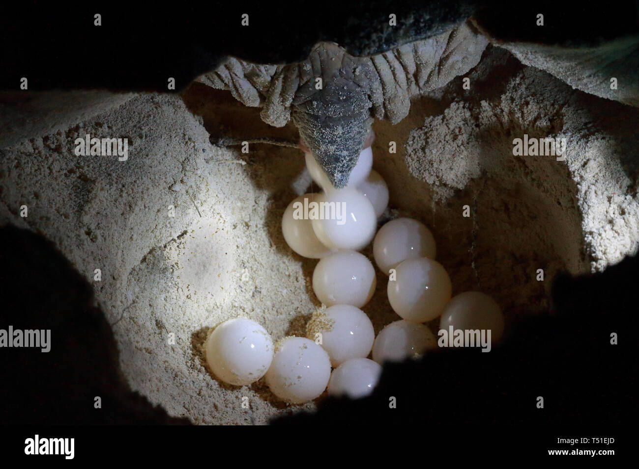 Sea turtle laying eggs hires stock photography and images Alamy