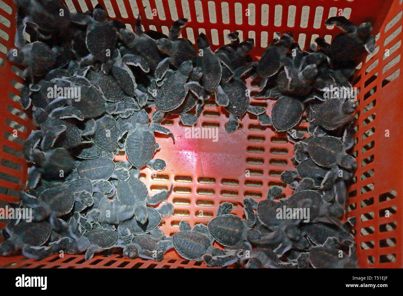 Green Sea Turtle hatchlings Stock Photo Alamy