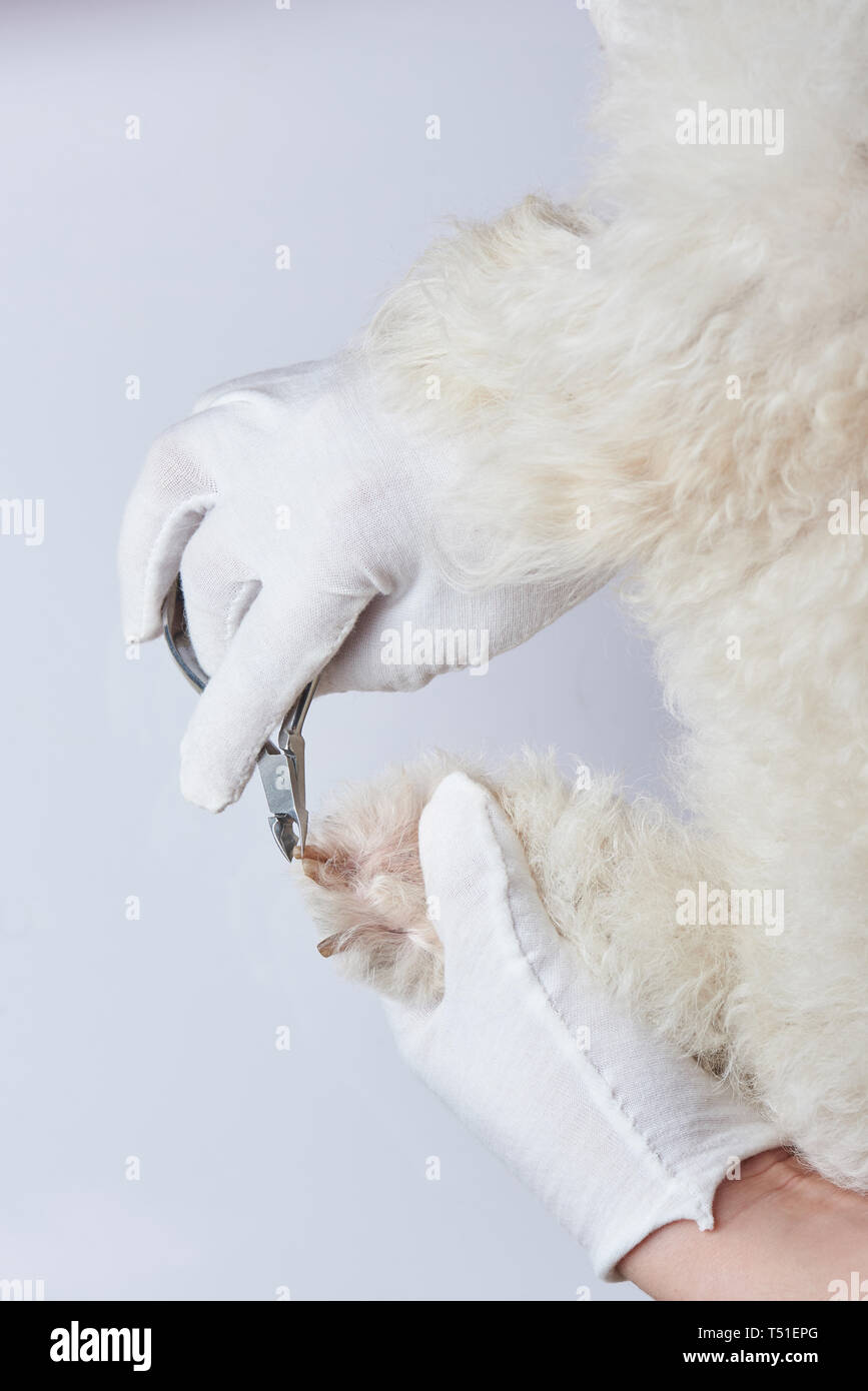 Dog spa theme. Cutting dog nails with clipper Stock Photo