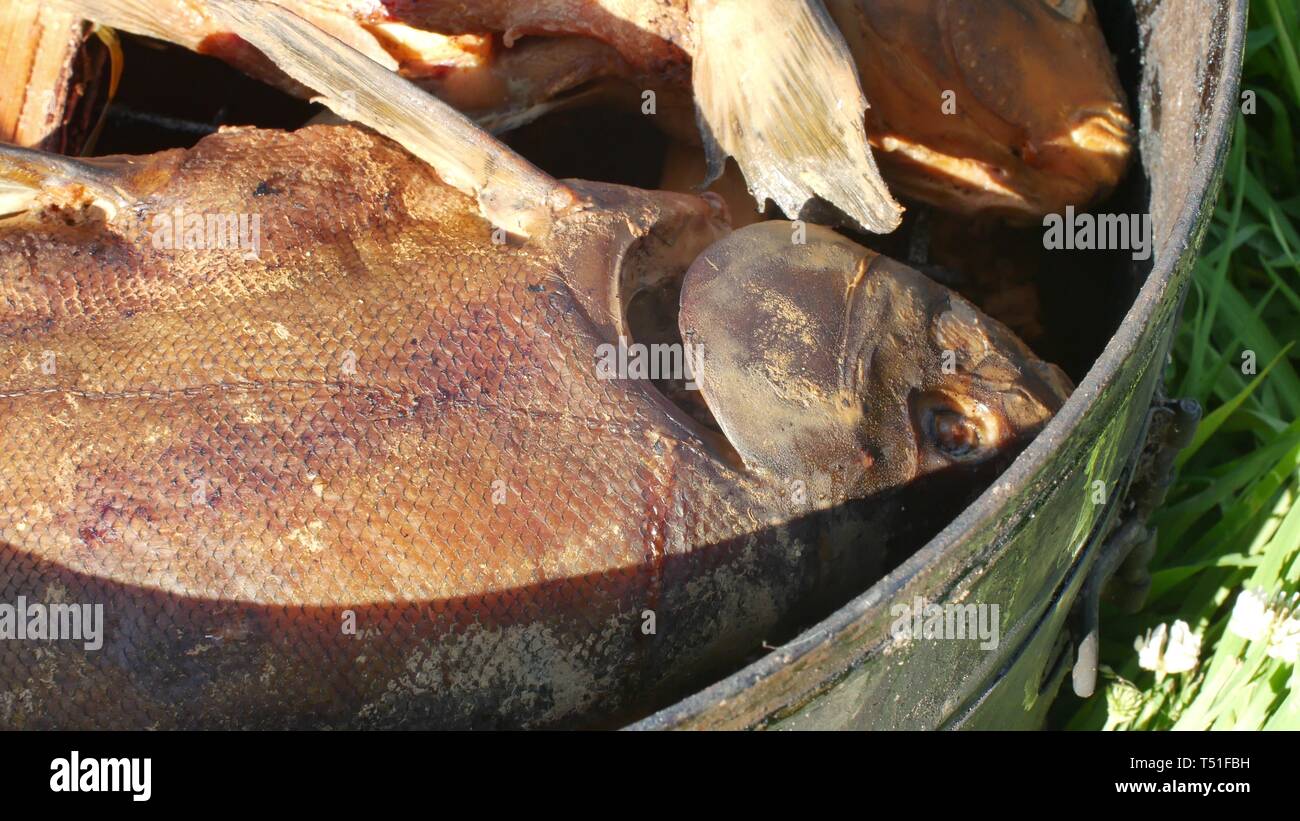 Fish Smoking Process For Home Use. Hot Smoked fhish. Close Up Smoking Process Fish In Smoking Shed For Home Use on the open fire Stock Photo